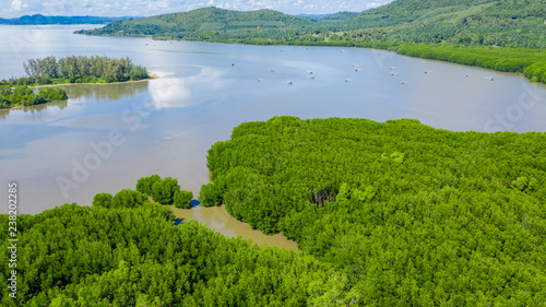 Aerial view of forest and river, mangrove forest and river.