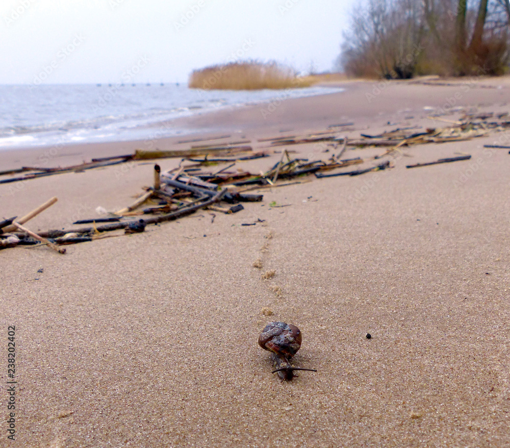 Obraz premium Snail on the beach