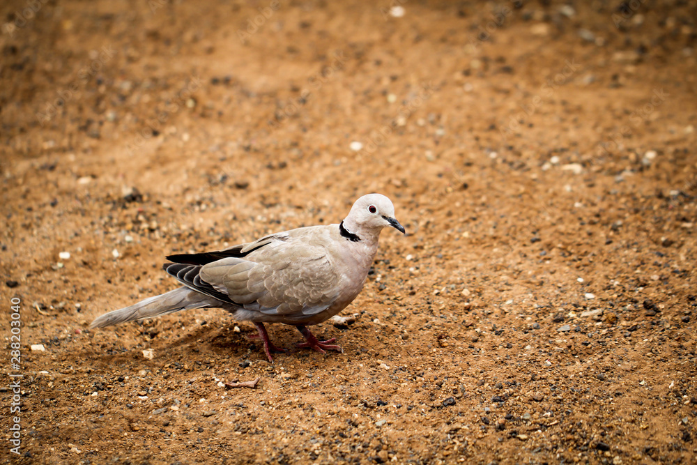 Möwe am Strand, Sand