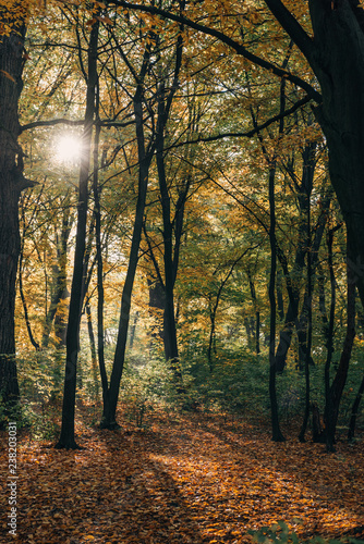 Sunshine in yellow autumn forest with fallen leaves