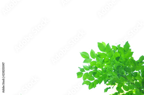 The green leaves on white background in spring season at natural park have colourful of tree for relax in my life.
