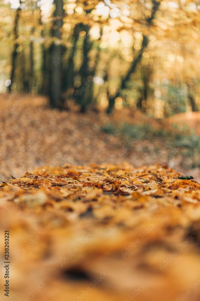 Selective focus of fallen golden leaves in forest Selective focus of fallen golden leaves in forest