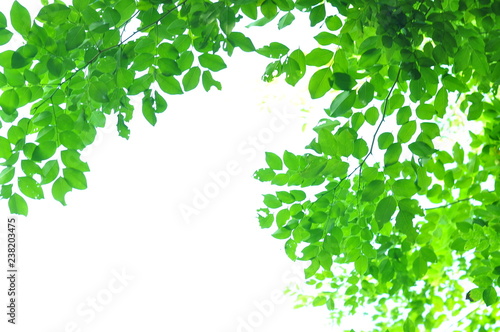 The green leaves on white background in spring season at natural park have colourful of tree for relax in my life.