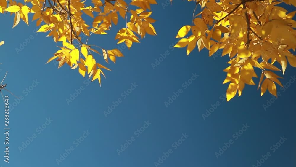 Yellow foliage in the rays of the autumn sun against a blue sky, swaying in the wind Yellow foliage in the rays of the autumn sun against a blue sky, swaying in the wind