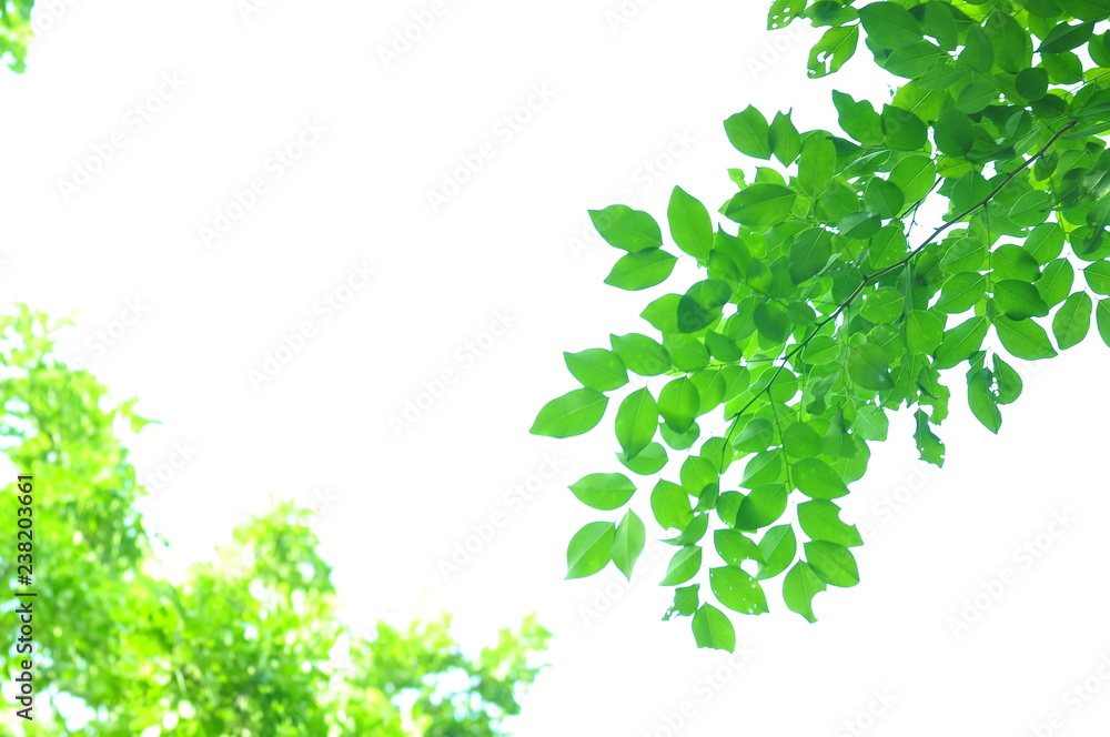 The green leaves on white background in spring season at natural park have colourful of tree for relax in my life. The green leaves on white background in spring season at natural park have colourful of tree for relax in my life.