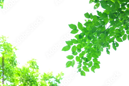 The green leaves on white background in spring season at natural park have colourful of tree for relax in my life.