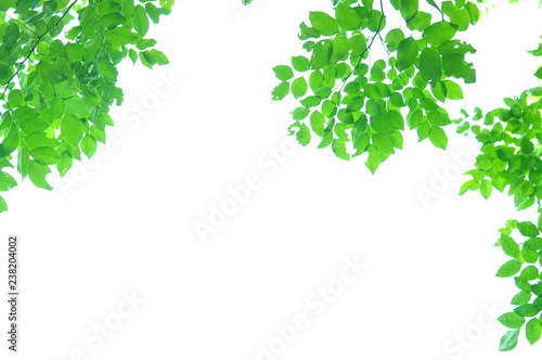 The green leaves on white background in spring season at natural park have colourful of tree for relax in my life.