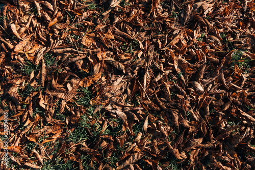 Close up of dry brown leaves on ground