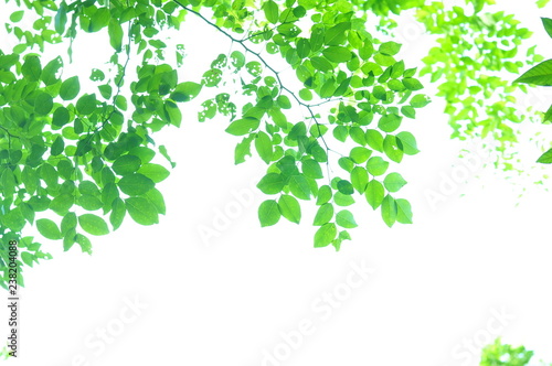 The green leaves on white background in spring season at natural park have colourful of tree for relax in my life.