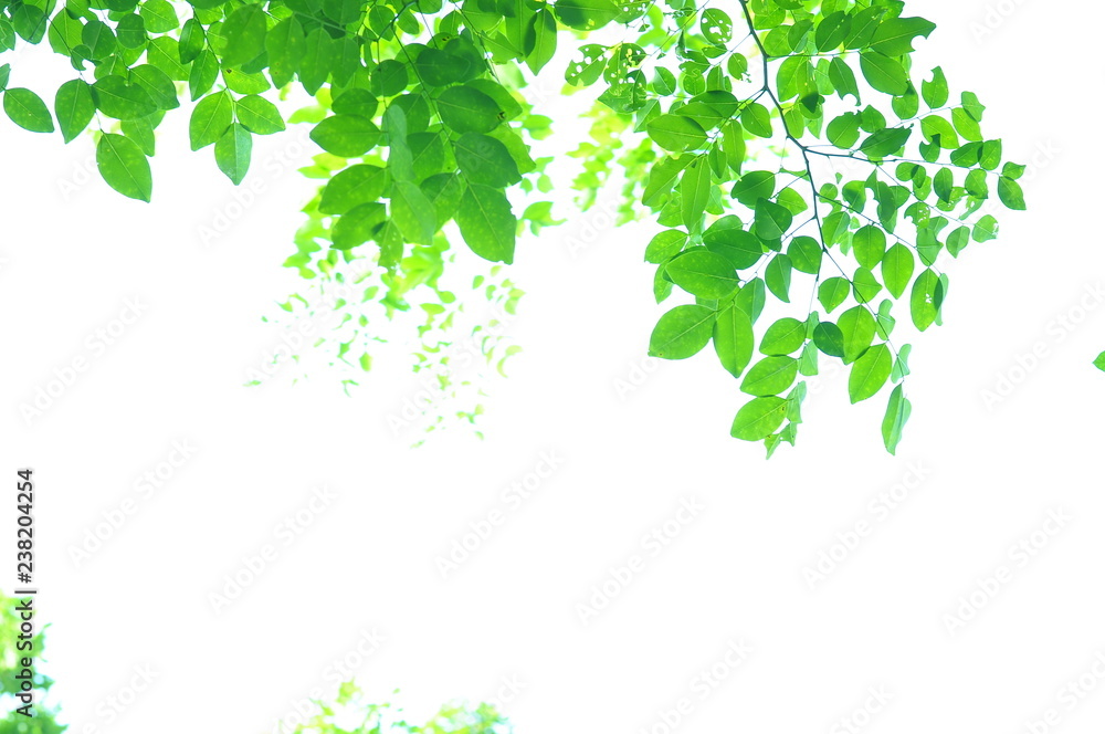 The green leaves on white background in spring season at natural park have colourful of tree for relax in my life. The green leaves on white background in spring season at natural park have colourful of tree for relax in my life.