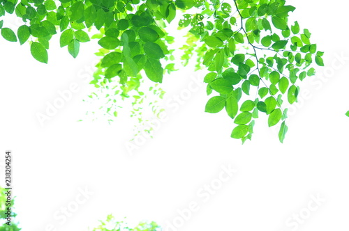 The green leaves on white background in spring season at natural park have colourful of tree for relax in my life.