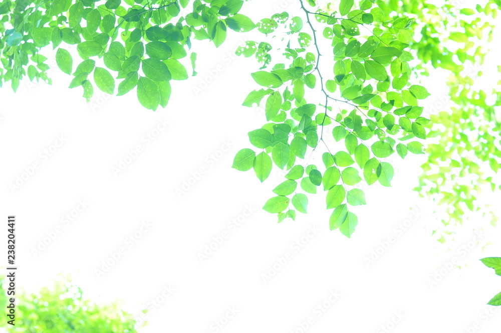 The green leaves on white background in spring season at natural park have colourful of tree for relax in my life. The green leaves on white background in spring season at natural park have colourful of tree for relax in my life.