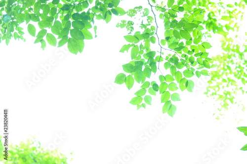 The green leaves on white background in spring season at natural park have colourful of tree for relax in my life.