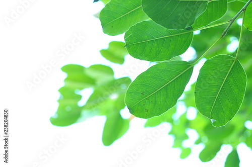 The green leaves on white background in spring season at natural park have colourful of tree for relax in my life.