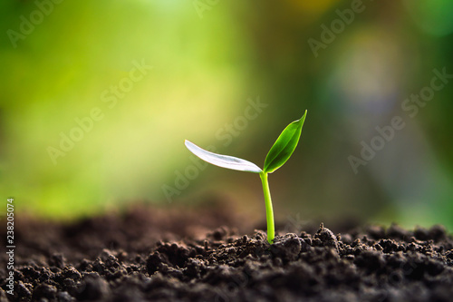 Tablou pe pânză green sprout growing in nature in morning light