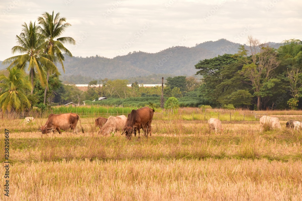 cows in field cows in field