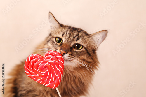 Valentine's day background. Beautiful fluffy cat sniffs a heart-shaped Lollipop on a beige background, close-up. Greeting card.