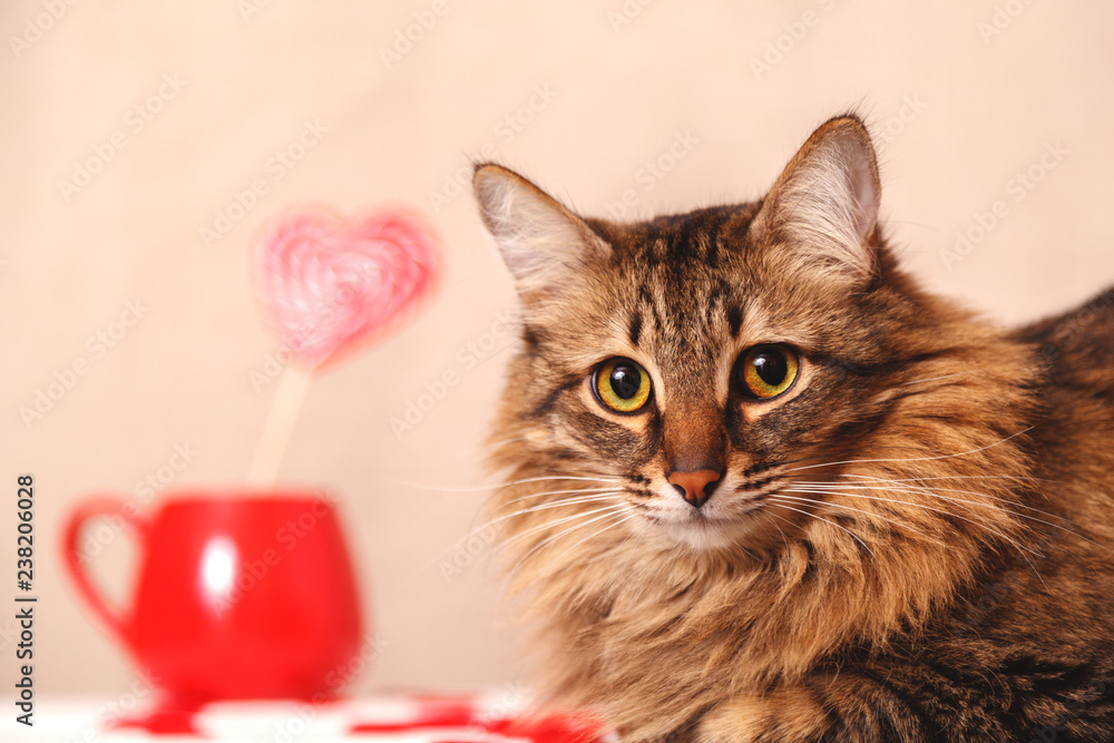 custom made wallpaper toronto digitalValentine's day background. Beautiful fluffy cat and a Lollipop in the shape of a heart on a beige background, close-up. Greeting card.