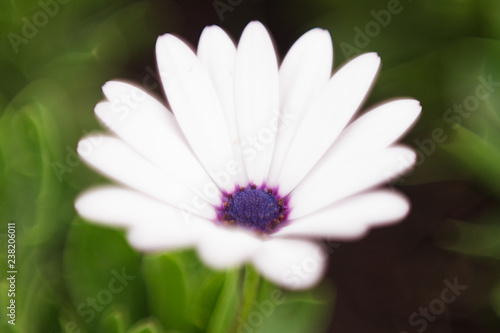 Osteospermum  white flower on background of green grass. Soft selective focus 