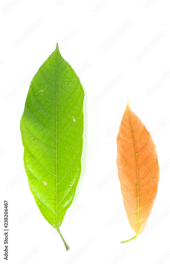 Obraz premium Leaf cocoa Close up