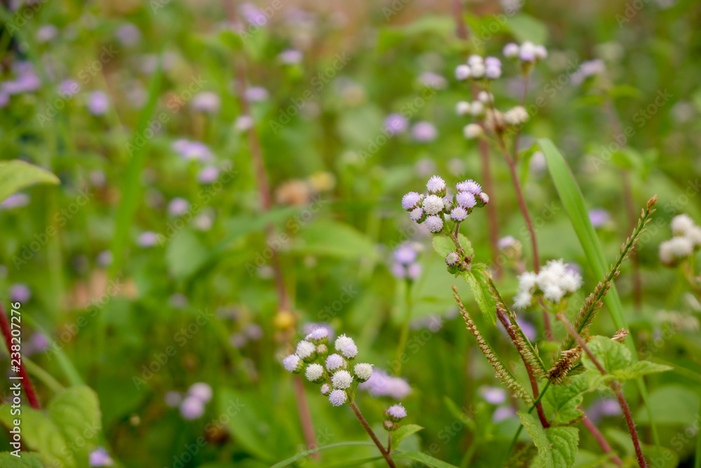 Small Purple Flower and green leaves around the top corner of nature. Small Purple Flower and green leaves around the top corner of nature.