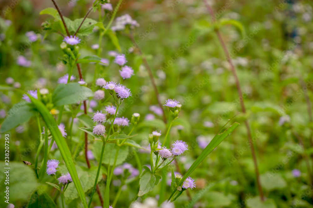 Small Purple Flower and green leaves around the top corner of nature.