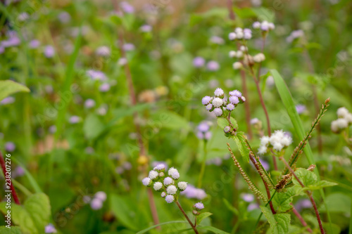 Small Purple Flower and green leaves around the top corner of nature.