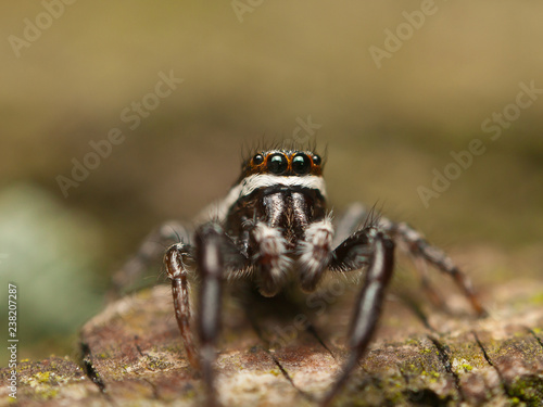 Jumping spider Pseudicius encarpatus on a log