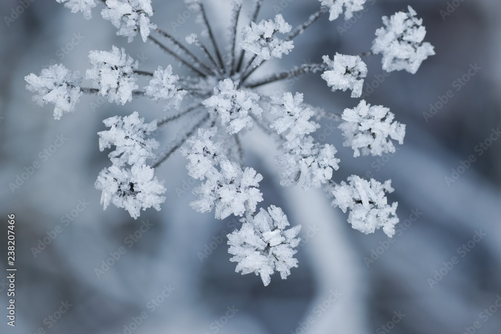 Umbellifer flower covered with frost in winter. Umbellifer flower covered with frost in winter.