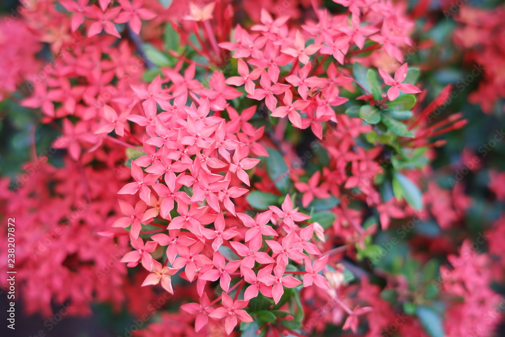 Beautiful Spike flower blooming, red flower spike and green leaves. spike flower in the garden with natural background Beautiful Spike flower blooming, red flower spike and green leaves. spike flower in the garden with natural background