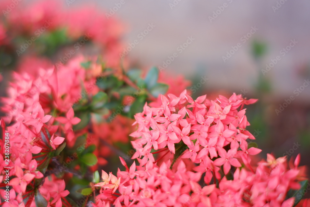Beautiful Spike flower blooming, red flower spike and green leaves. spike flower in the garden with natural background