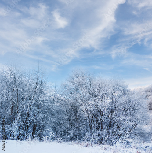 beautiful quiet winter forest in a snow © Yuriy Kulik