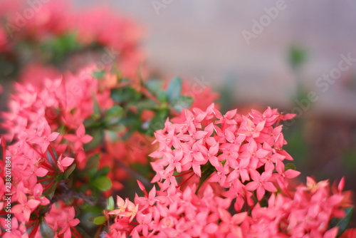 Beautiful Spike flower blooming  red flower spike and green leaves. spike flower in the garden with natural background