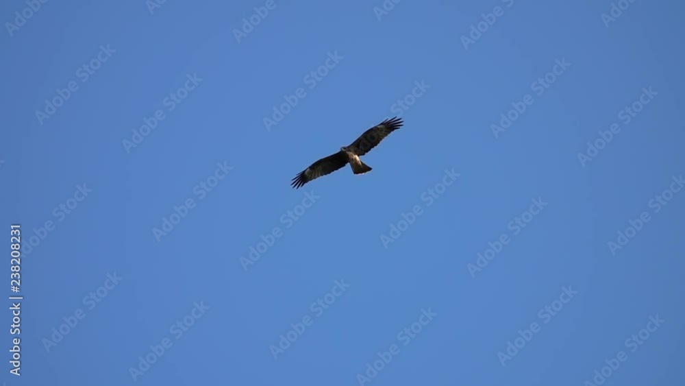 Big Eagle Bird Flying in Clear Blue Sky Big Eagle Bird Flying in Clear Blue Sky