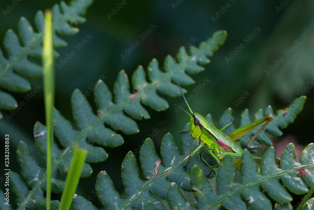 Naklejka premium Grasshüpfer