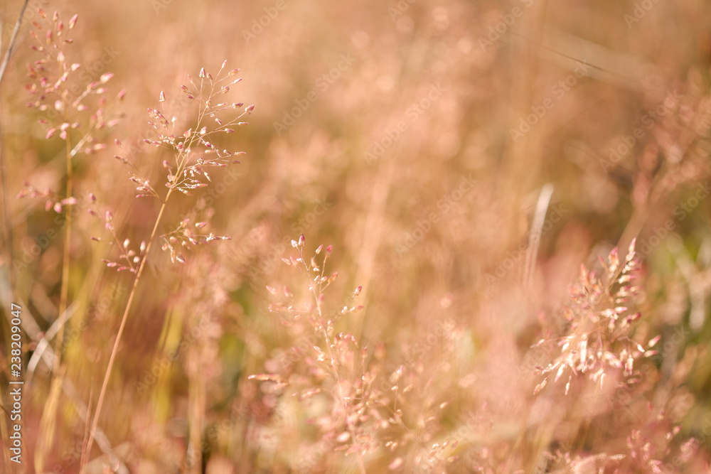 Grassy grass field with sunlight into a blurred background image suitable for wallpapers. Grassy grass field with sunlight into a blurred background image suitable for wallpapers.