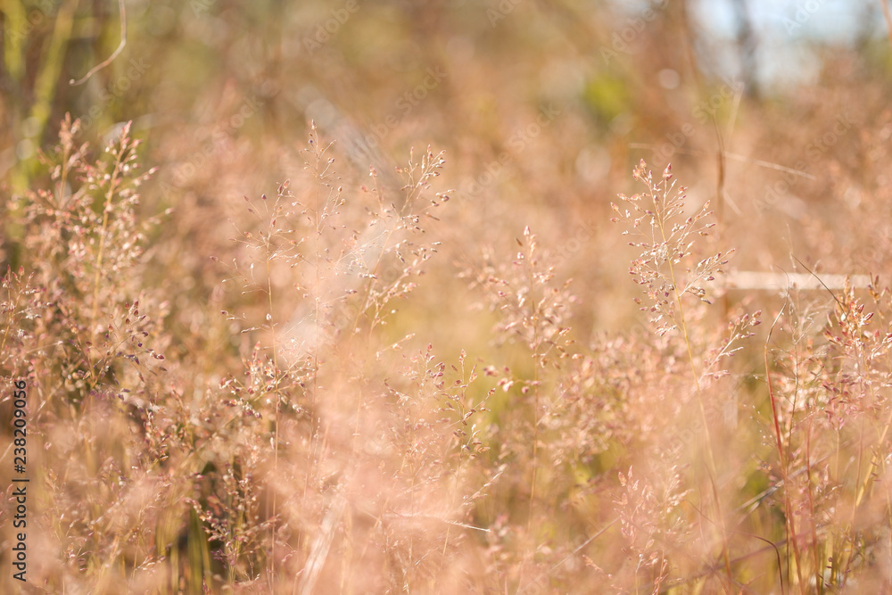 Grassy grass field with sunlight into a blurred background image suitable for wallpapers. Grassy grass field with sunlight into a blurred background image suitable for wallpapers.