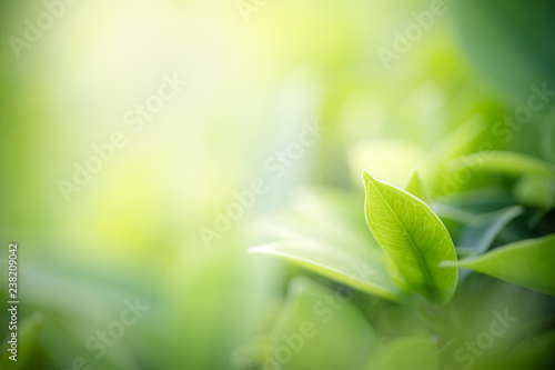 Nature of green leaf in garden at summer. Natural green leaves plants using as spring background cover page greenery environment ecology wallpaper