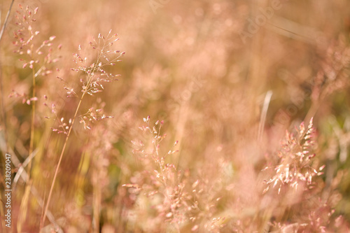 Grassy grass field with sunlight into a blurred background image suitable for wallpapers.
