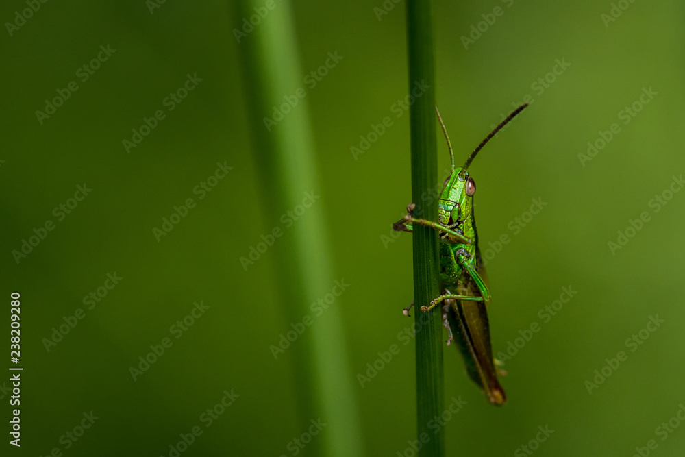 Naklejka premium Grasshüpfer