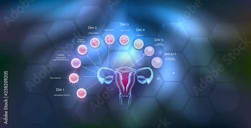 Female reproductive organs uterus and ovaries ovulation, fertilization by male sperm and cell development till blastocyst implantation. 