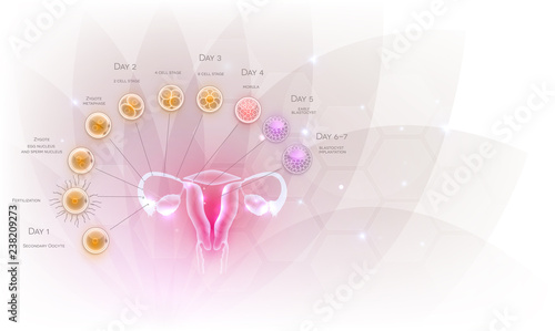 Female reproductive organs uterus and ovaries ovulation, fertilization by male sperm and cell development till blastocyst implantation. Beautiful artistic design, transparent flower at the background.