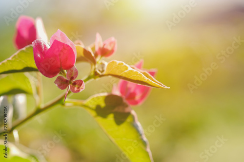 Pink bougainvillea flowers bouquet in green leaves background, The name in Thailand is the Fuengfah flower.