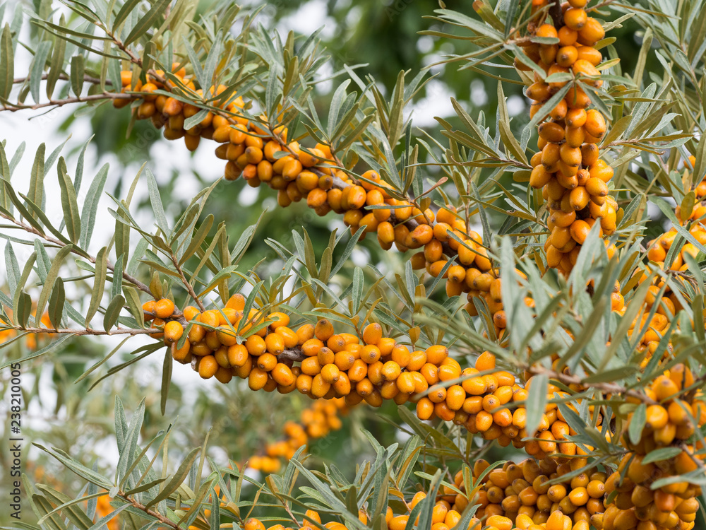 Sea buckthorns detail of a shrub with orange fruits Sea buckthorns detail of a shrub with orange fruits