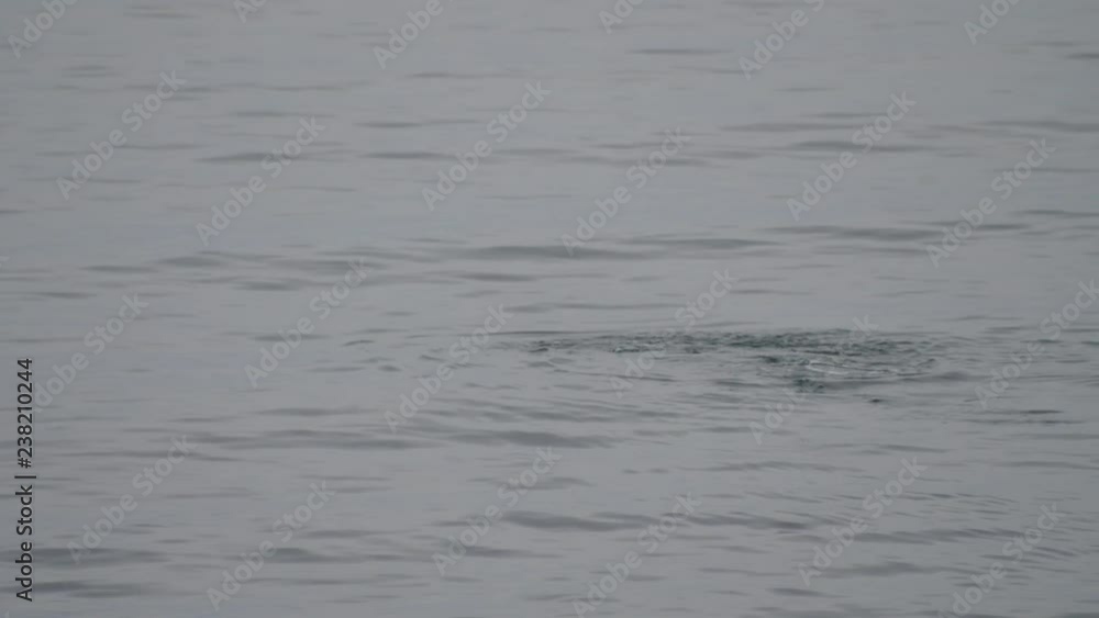 man swims in mask for snorkeling and flippers man swims in mask for snorkeling and flippers