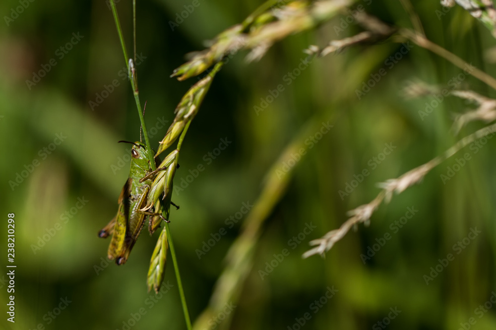 Grasshüpfer Grasshüpfer
