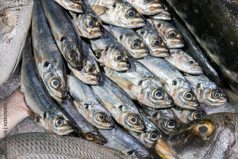 Raw fresh horse Mackerel at display counter at local farmer fish market Raw fresh horse Mackerel at display counter at local farmer fish market