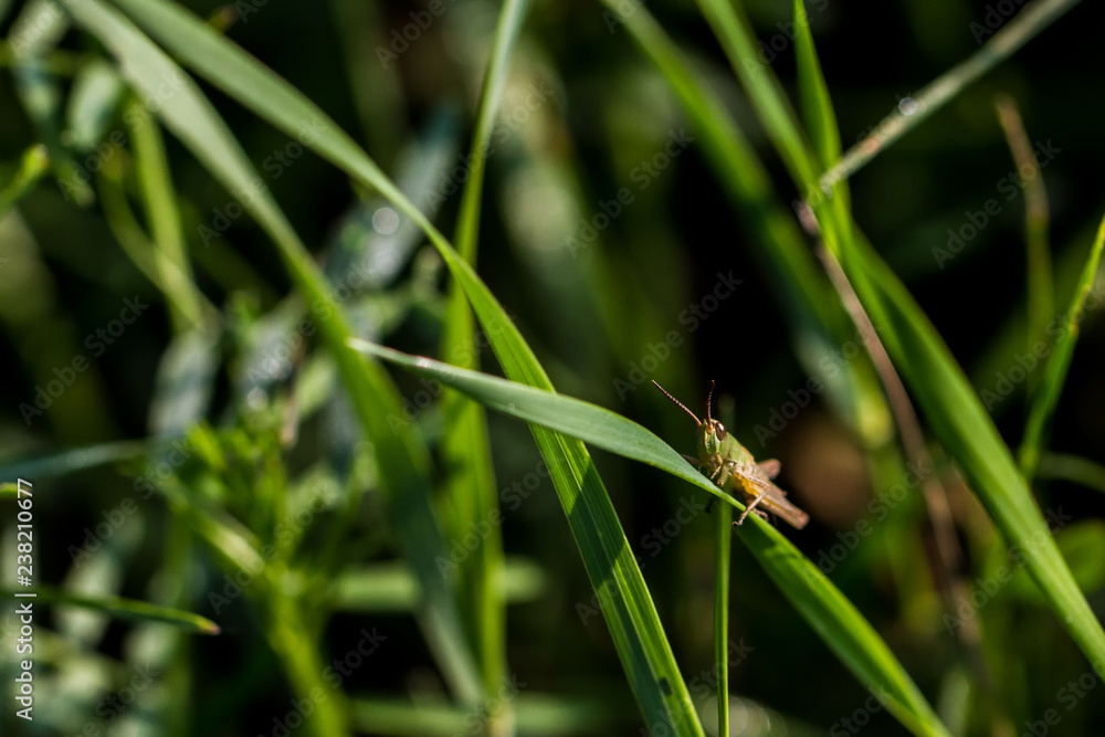 Grasshüpfer Grasshüpfer