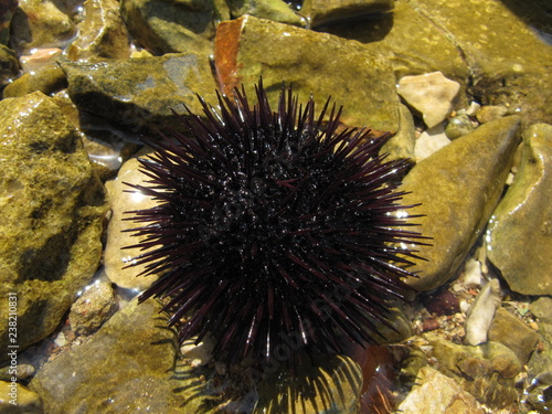 The sea urchin is on the stone near the water.