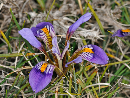 Iris cretensis, endemic of Crete  photo